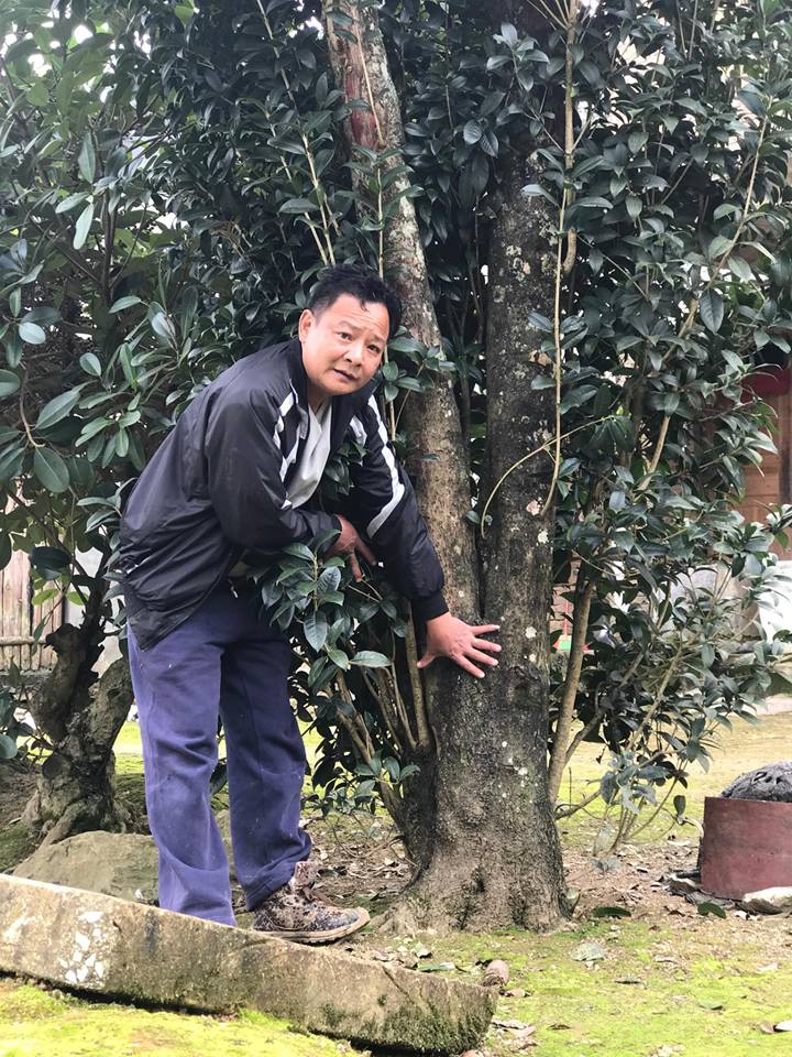 Đại gia cõng bao tải tiền, đổi ô tô tiền tỷ mua 4 cây mộc hương trăm tuổi