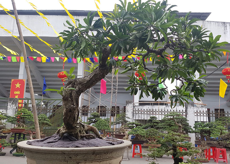 Cây cảnh có bộ rễ quái vật: Trông như củi khô hét giá trăm triệu