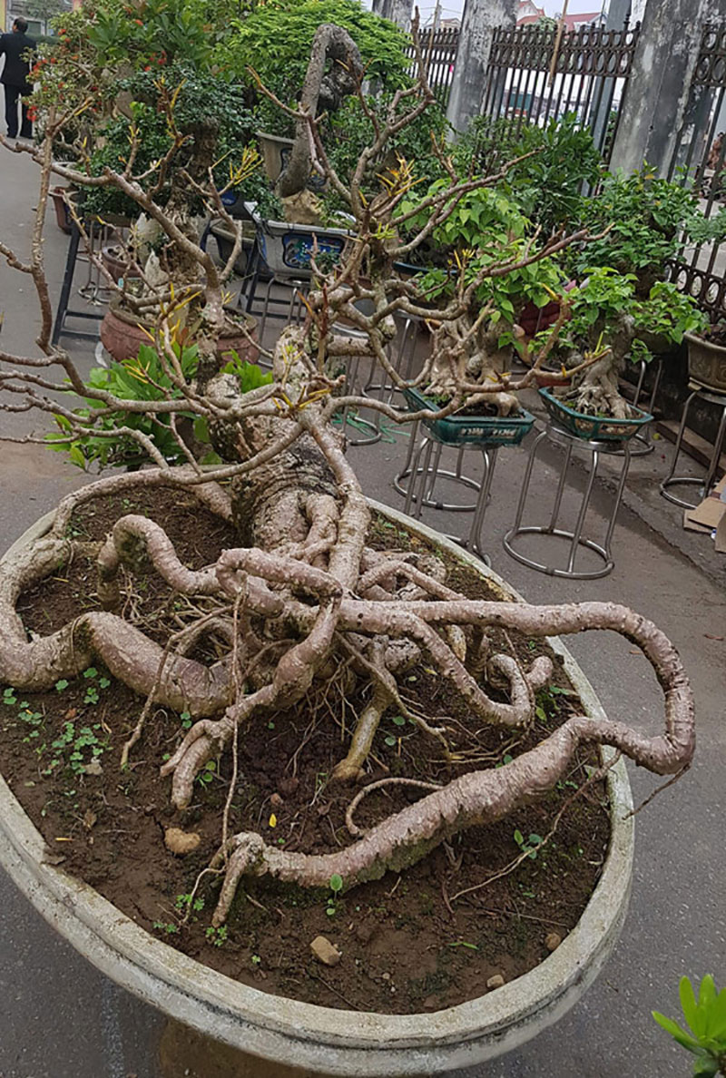 Cây cảnh có bộ rễ quái vật: Trông như củi khô hét giá trăm triệu