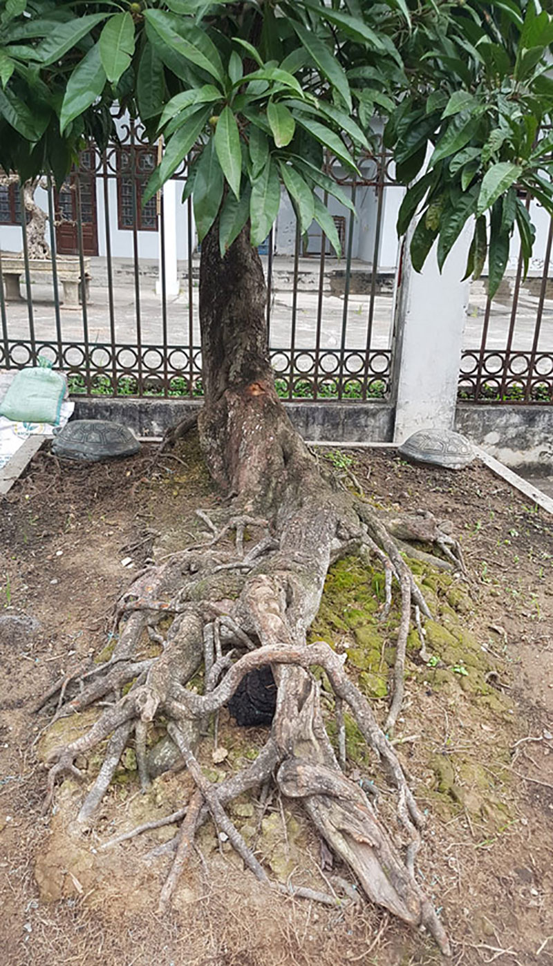 Cây cảnh có bộ rễ quái vật: Trông như củi khô hét giá trăm triệu Cây cảnh có bộ rễ quái vật: Trông như củi khô hét giá trăm triệu