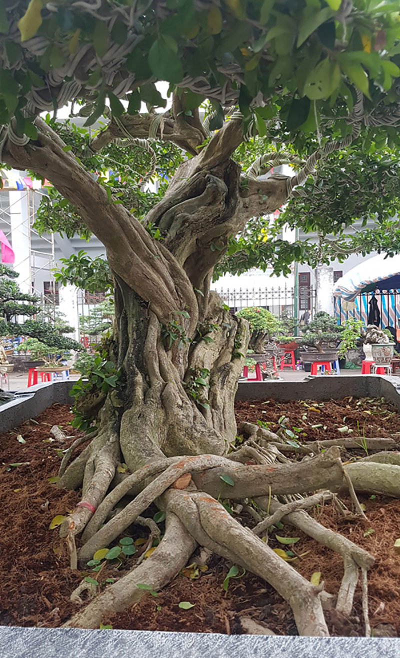 Cây cảnh có bộ rễ quái vật: Trông như củi khô hét giá trăm triệu