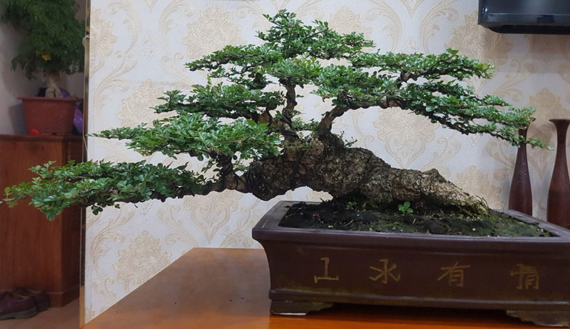 Cây cảnh có bộ rễ quái vật: Trông như củi khô hét giá trăm triệu