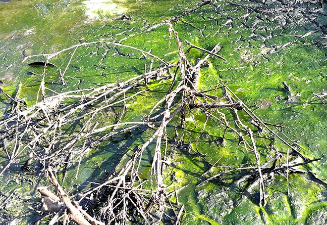 Đi tìm mùi hóa chất lạ đang tấn công người dân ở Hà Nội