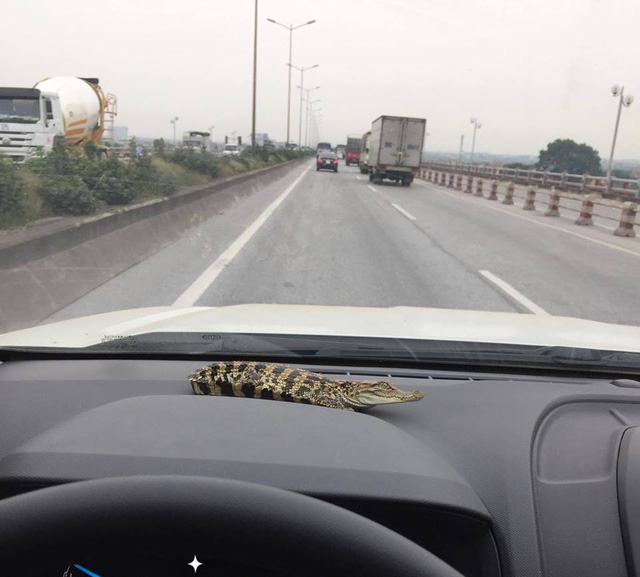 Người Hà Nội rộ mốt nuôi… cá sấu làm thú cưng