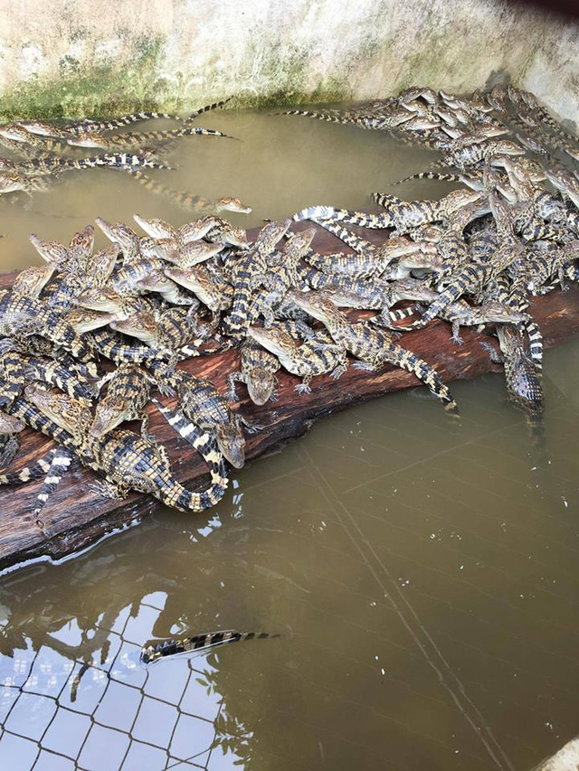 Người Hà Nội rộ mốt nuôi… cá sấu làm thú cưng