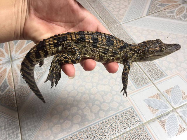 Người Hà Nội rộ mốt nuôi… cá sấu làm thú cưng