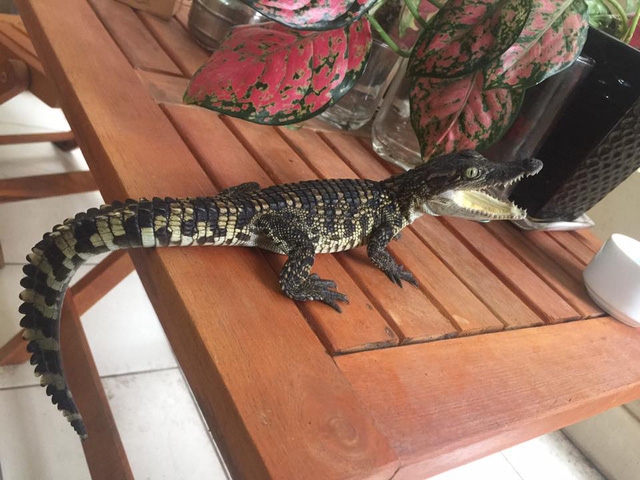 Người Hà Nội rộ mốt nuôi… cá sấu làm thú cưng