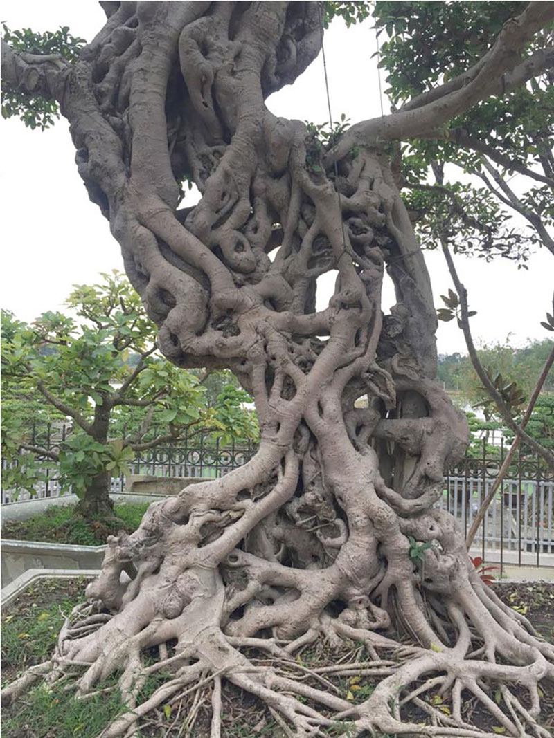 Cây si dáng chữ S từng được trả giá 4 tỷ đẹp cỡ nào?