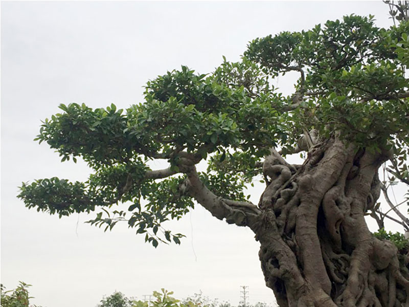 Cây si dáng chữ S từng được trả giá 4 tỷ đẹp cỡ nào?