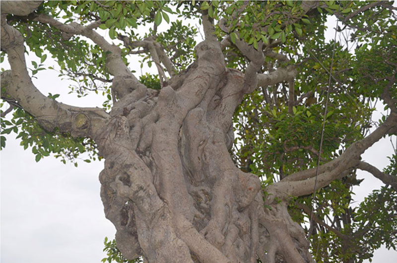 Cây si dáng chữ S từng được trả giá 4 tỷ đẹp cỡ nào?