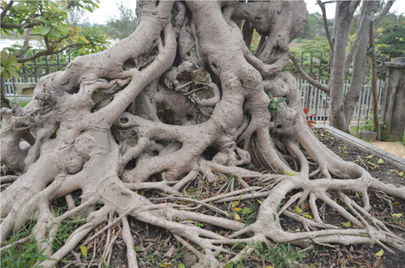 Cây si dáng chữ S từng được trả giá 4 tỷ đẹp cỡ nào?