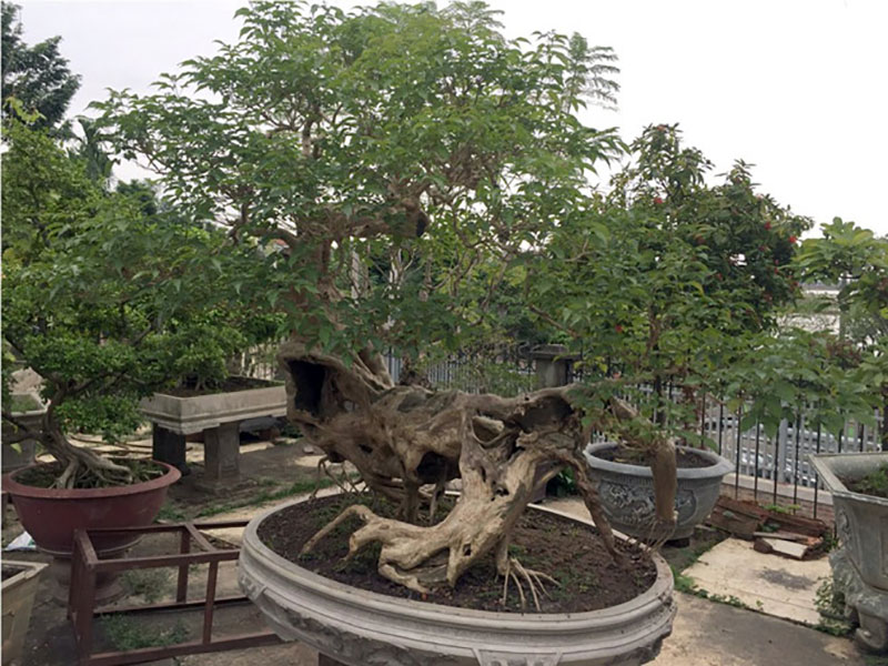 Cây si dáng chữ S từng được trả giá 4 tỷ đẹp cỡ nào?