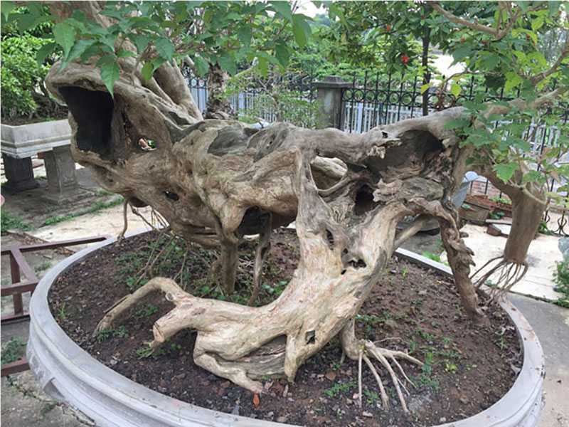 Cây si dáng chữ S từng được trả giá 4 tỷ đẹp cỡ nào?