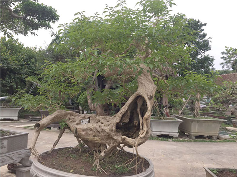 Cây si dáng chữ S từng được trả giá 4 tỷ đẹp cỡ nào?