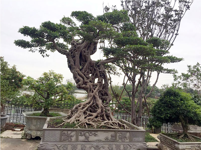 Cây si dáng chữ S từng được trả giá 4 tỷ đẹp cỡ nào?