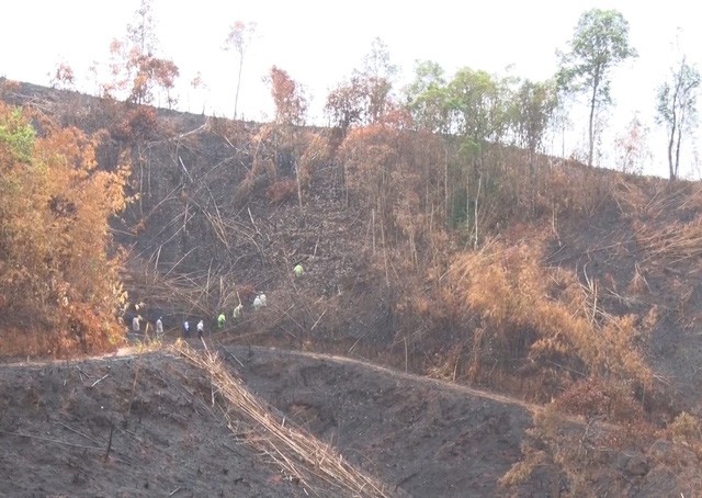 Một chủ tịch xã bị bắt tạm giam do để mất rừng