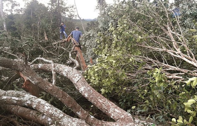 Một chủ tịch xã bị bắt tạm giam do để mất rừng