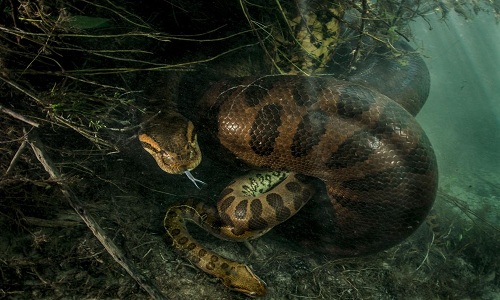 Trăn quái vật dài 7 mét ăn thịt bạn tình sau khi mây mưa