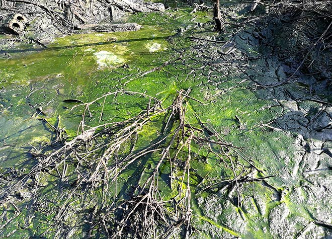 Cận cảnh thủ phạm gây mùi khủng khiếp, đầu độc dân Thủ đô