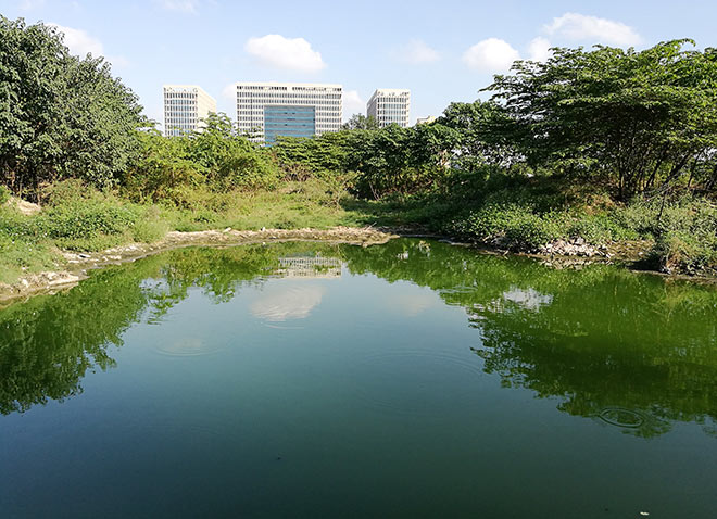 Cận cảnh thủ phạm gây mùi khủng khiếp, đầu độc dân Thủ đô