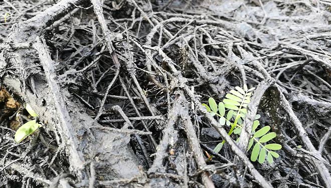 Cận cảnh thủ phạm gây mùi khủng khiếp, đầu độc dân Thủ đô