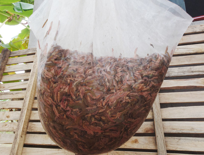 Nhà giàu bỏ cả chục triệu đồng, trữ rồng đất đông lạnh ăn Tết