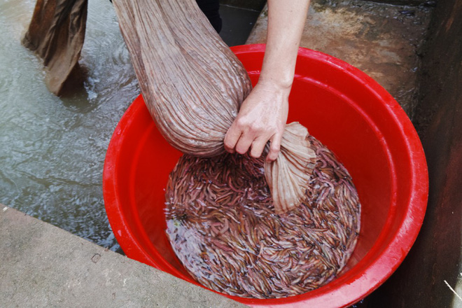 Nhà giàu bỏ cả chục triệu đồng, trữ rồng đất đông lạnh ăn Tết