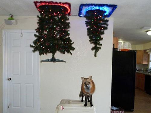 Té ngửa với 14 kiểu trang trí cây thông Noel lầy lội nhất quả đất