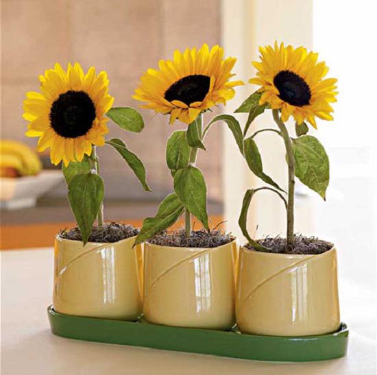 Trồng ngay 7 loại hoa hộ mệnh tháng cuối năm để hóa giải điều xấu cho gia chủ Trồng ngay 7 loại hoa hộ mệnh tháng cuối năm để hóa giải điều xấu cho gia chủ