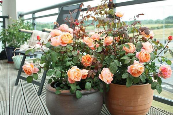 Trồng ngay 7 loại hoa hộ mệnh tháng cuối năm để hóa giải điều xấu cho gia chủ Trồng ngay 7 loại hoa hộ mệnh tháng cuối năm để hóa giải điều xấu cho gia chủ
