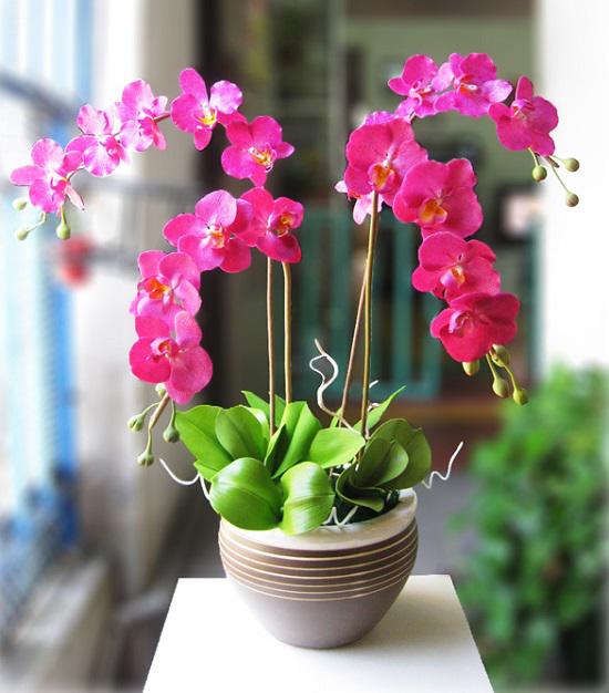 Trồng ngay 7 loại hoa hộ mệnh tháng cuối năm để hóa giải điều xấu cho gia chủ