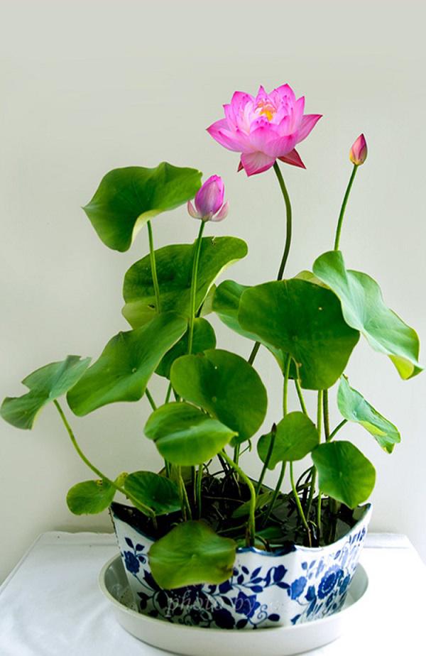 Trồng ngay 7 loại hoa hộ mệnh tháng cuối năm để hóa giải điều xấu cho gia chủ Trồng ngay 7 loại hoa hộ mệnh tháng cuối năm để hóa giải điều xấu cho gia chủ