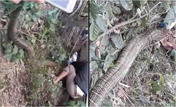 Công an truy tìm danh tính nhóm người vây bắt rắn hổ mang khổng lồ ở Vĩnh Phúc