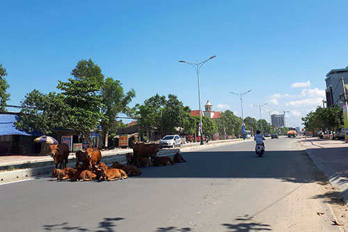 Chủ tịch huyện ở Hà Tĩnh đề xuất làm đường cho trâu bò đi qua quốc lộ