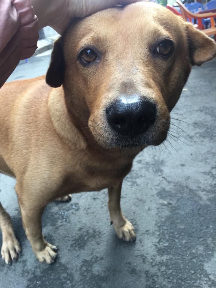 Con boss xuất sắc nhất 2017: Đuổi ăn trộm rơi cả điện thoại và ma túy lại hiện trường