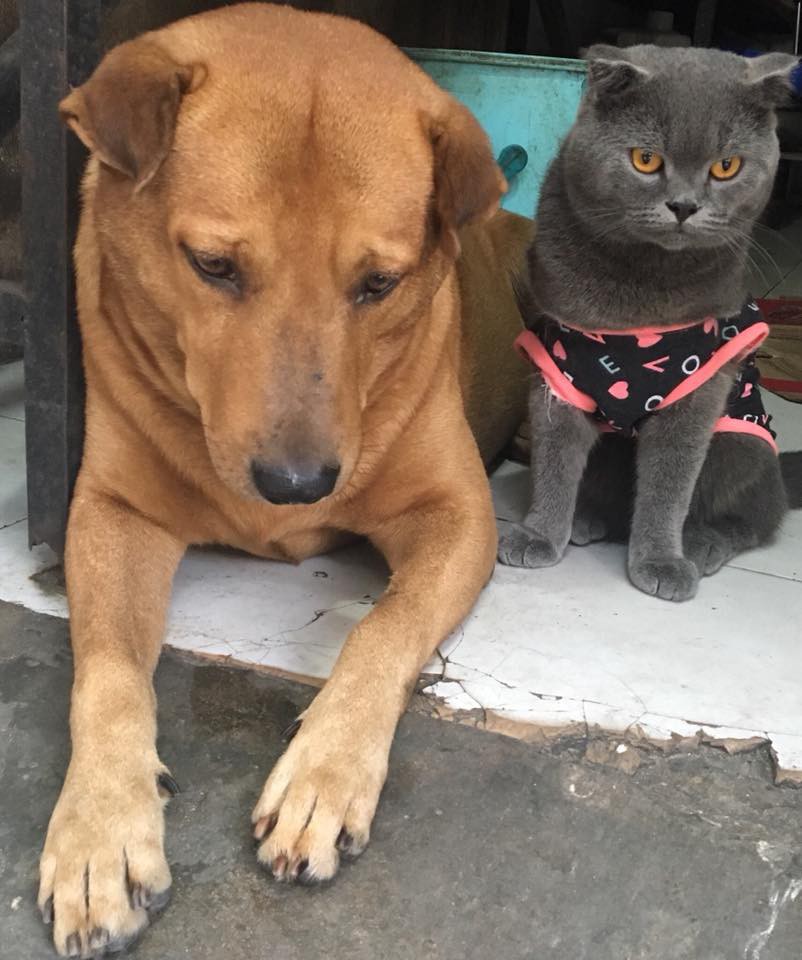 Con boss xuất sắc nhất 2017: Đuổi ăn trộm rơi cả điện thoại và ma túy lại hiện trường