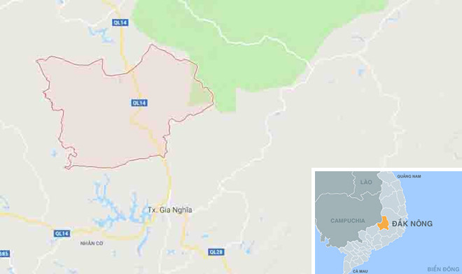 Bắt chủ rừng thuê người chặt 264 cây thông