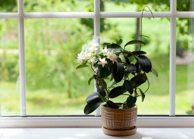 10 loại cây cảnh thanh lọc không khí trong phòng ngủ, giúp bạn ngủ ngon hơn mà lại rất dễ chăm sóc 10 loại cây cảnh thanh lọc không khí trong phòng ngủ, giúp bạn ngủ ngon hơn mà lại rất dễ chăm sóc