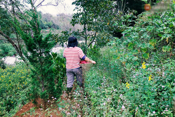 Cô thạc sĩ Sài Gòn bỏ phố lên rừng, trồng hoa và sống trong ngôi nhà nhỏ với 5 chú mèo ở Đà Lạt Cô thạc sĩ Sài Gòn bỏ phố lên rừng, trồng hoa và sống trong ngôi nhà nhỏ với 5 chú mèo ở Đà Lạt