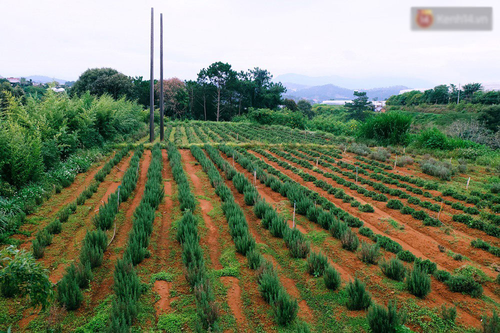 Cô thạc sĩ Sài Gòn bỏ phố lên rừng, trồng hoa và sống trong ngôi nhà nhỏ với 5 chú mèo ở Đà Lạt