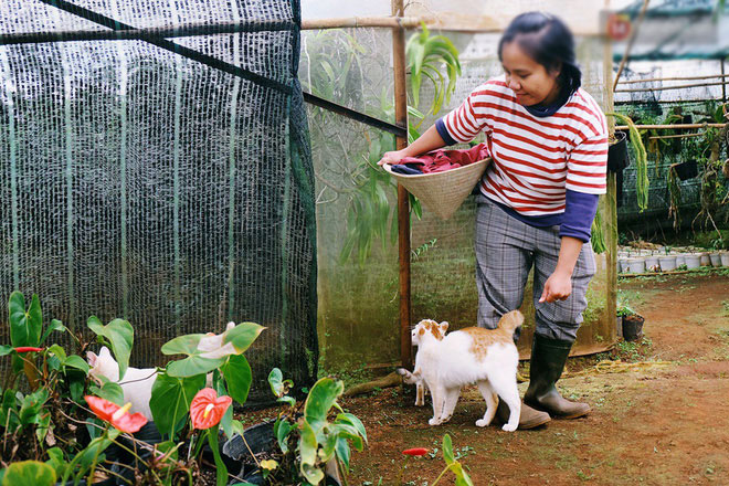 Cô thạc sĩ Sài Gòn bỏ phố lên rừng, trồng hoa và sống trong ngôi nhà nhỏ với 5 chú mèo ở Đà Lạt Cô thạc sĩ Sài Gòn bỏ phố lên rừng, trồng hoa và sống trong ngôi nhà nhỏ với 5 chú mèo ở Đà Lạt