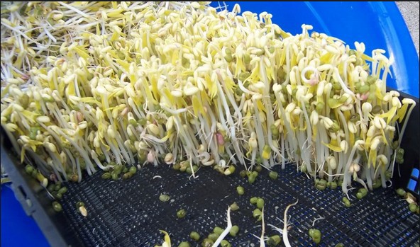 Những tác dụng ít biết về món giá đỗ