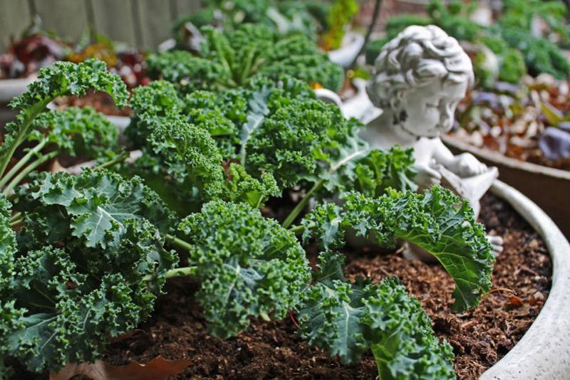 Trời lạnh, còn chần chừ gì mà không trồng rau cải xoăn Kale - nữ hoàng rau xanh Trời lạnh, còn chần chừ gì mà không trồng rau cải xoăn Kale - nữ hoàng rau xanh