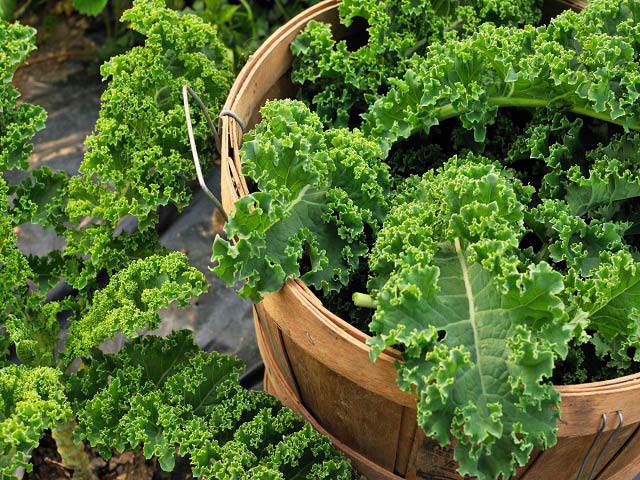 Trời lạnh, còn chần chừ gì mà không trồng rau cải xoăn Kale - nữ hoàng rau xanh Trời lạnh, còn chần chừ gì mà không trồng rau cải xoăn Kale - nữ hoàng rau xanh