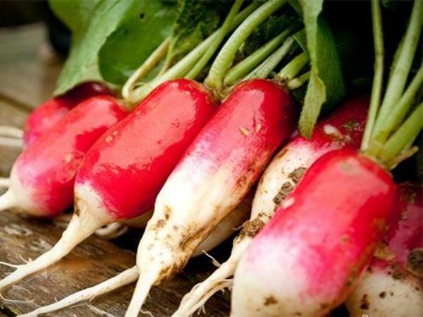 Tự trồng củ cải đỏ tại nhà vừa cho củ ngọt thơm, lại trang trí nhà đẹp mắt Tự trồng củ cải đỏ tại nhà vừa cho củ ngọt thơm, lại trang trí nhà đẹp mắt