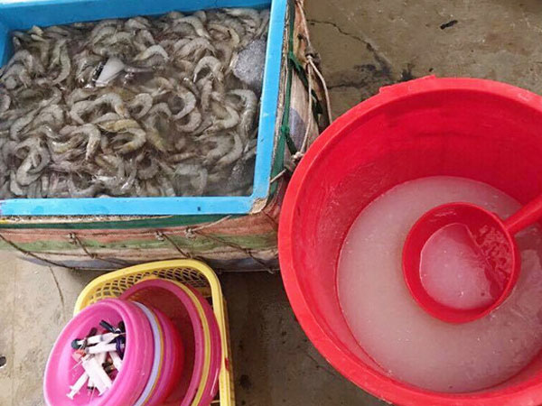 Bị phạt 85 triệu đồng vì cho công nhân chích tạp chất vào tôm