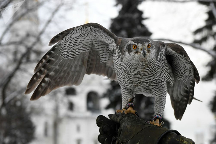 Đội cận vệ điện Kremlin: Kỳ cục từ thành phần tới nhiệm vụ