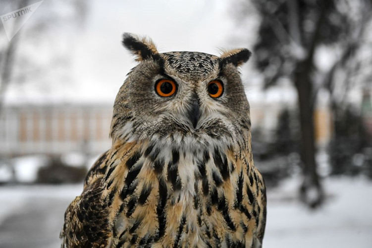 Đội cận vệ điện Kremlin: Kỳ cục từ thành phần tới nhiệm vụ