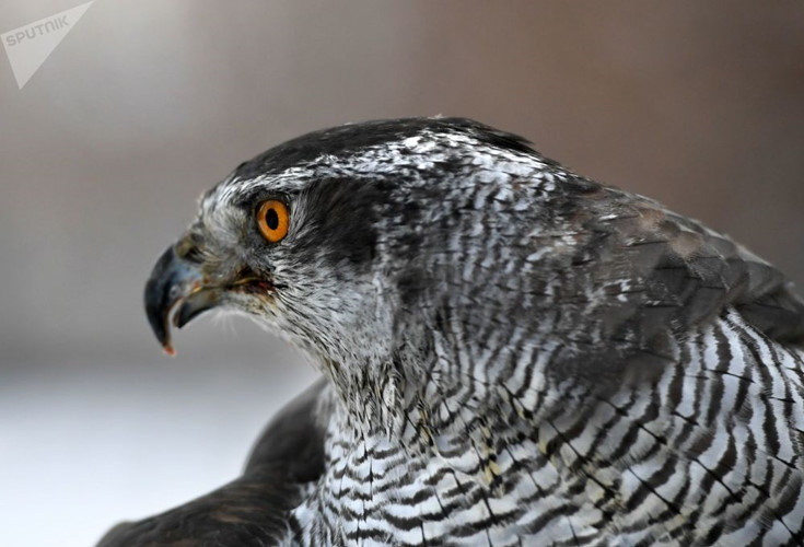 Đội cận vệ điện Kremlin: Kỳ cục từ thành phần tới nhiệm vụ