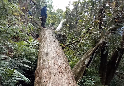 Hai cán bộ bảo vệ rừng ở Nghệ An bị bắt